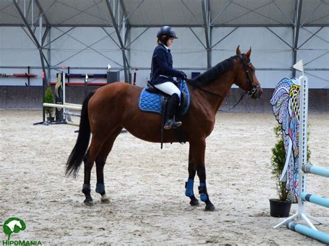 Jumping Champions: Zmierz się z konkurencją w ekscytujących zawodach skokowych!